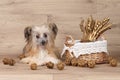 Chinese crested dog Royalty Free Stock Photo