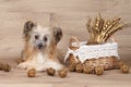 Chinese crested dog Royalty Free Stock Photo