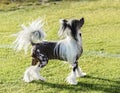 Chinese Crested dog Royalty Free Stock Photo