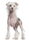 Chinese Crested dog, standing Royalty Free Stock Photo