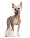 Chinese crested dog standing