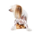 Chinese Crested dog, studio and pet isolated by white background for care, health and wellness. Canine animal, puppy and