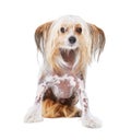 Chinese Crested dog, studio and white background for pet care, health and isolated by wellness. Canine animal, puppy and