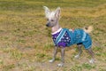 Chinese crested dog waits. Royalty Free Stock Photo