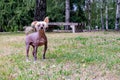 Chinese Crested Dog walking oudoors Royalty Free Stock Photo