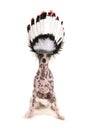 Chinese crested dog wearing a chief headdress Royalty Free Stock Photo