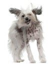 Chinese Crested Dog with windblown hair, 11 months old Royalty Free Stock Photo