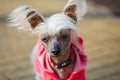 Chinese crested doggy Royalty Free Stock Photo