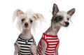 Chinese Crested Dogs, 10 and 18 months old Royalty Free Stock Photo