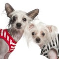 Chinese Crested Dogs, 10 and 18 months old Royalty Free Stock Photo