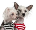 Chinese Crested Dogs, 10 and 18 months old Royalty Free Stock Photo