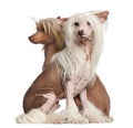 Chinese Crested Dogs, 11 and 16 months old Royalty Free Stock Photo