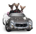 Chinese Crested dogs driving convertible Royalty Free Stock Photo