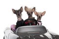 Chinese Crested dogs driving convertible Royalty Free Stock Photo