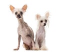 Chinese Crested Dogs sitting Royalty Free Stock Photo