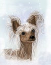 Chinese Crested, Hairless