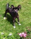 Chinese crested hairless dog