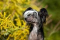 Chinese Crested Hairless Dog Portrait