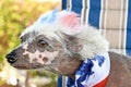 Chinese Crested Hairless dog with scarf Royalty Free Stock Photo