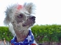 Chinese Crested Hairless with flag scarf Royalty Free Stock Photo
