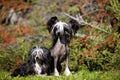 Chinese Crested Hairless and Poderpuff Dogs Royalty Free Stock Photo