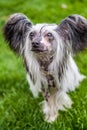 Chinese crested Royalty Free Stock Photo