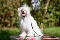 A Chinese Crested Powder Puff dog sits on a table standing outside.