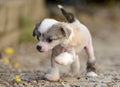 Chinese Crested puppies Royalty Free Stock Photo