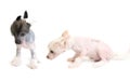 Chinese Crested puppy Royalty Free Stock Photo