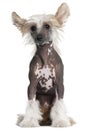 Chinese Crested puppy, 4 months old Royalty Free Stock Photo