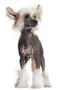 Chinese Crested puppy, 4 months old, standing Royalty Free Stock Photo