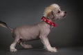 Chinese Crested puppy Royalty Free Stock Photo