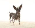 Chinese crested puppy dog standing on a white fur looking away from the camera Royalty Free Stock Photo