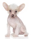 Chinese crested puppy Royalty Free Stock Photo