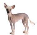 Chinese crested puppy Royalty Free Stock Photo