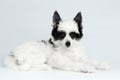 Chinese Crested Puppy Lying on white background Royalty Free Stock Photo