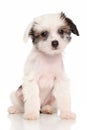 Chinese Crested puppy Royalty Free Stock Photo