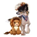 Chinese crested puppy and toy lion Royalty Free Stock Photo