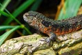 Chinese Crocodile Lizard Royalty Free Stock Photo