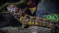 Chinese Crocodile Lizard on Branch Female Close-up Royalty Free Stock Photo