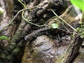 The Chinese crocodile lizard Shinisaurus crocodilurus, Die Chinesische Krokodilschwanzechse Royalty Free Stock Photo