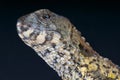 Chinese crocodile lizard / Shinisaurus crocodilurus