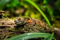 A Chinese crocodile lizard sitting in a terrarium Royalty Free Stock Photo