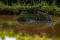 Chinese crocodile lizard with a snail on its head standing on a mossy rock in the river Royalty Free Stock Photo