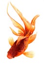 Chinese crucian carp or goldfish, fulfills wishes