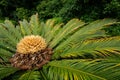 Chinese cycad, China Royalty Free Stock Photo