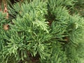 Chinese cypress is a temperate plant that can easily tolerate the typical fluctuations of the seasons