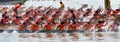 Chinese Dargon boat match Royalty Free Stock Photo