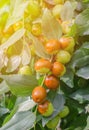 Chinese date on a branch. Ripe jojoba fruit on a tree branch