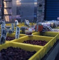 Chinese dates `Jujube` being sold on a stall at a night market in Taipei Royalty Free Stock Photo